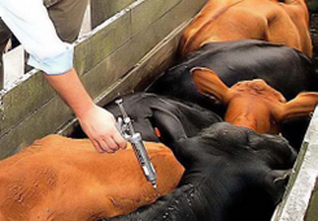 Campanha de vacinação contra febre aftosa no Paraná começa nesta terça-feira, 1º de maio Começa amanhã, 1º de maio, a campanha de vacinação do gado contra a febre aftosa, no Paraná. Até o dia 31 de maio, todos os bovinos e bubalinos (búfalos) devem ser vacinados. A Secretaria de Agricultura espera vacinar 4,3 milhões de cabeças de gado.