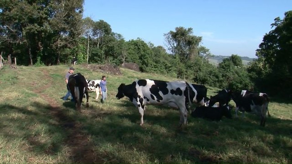 Cooperativismo auxilia pequenos produtores paranaenses O cooperativismo está auxiliando pequenos produtores de leite do Paraná a ampliar e melhorar a produção. As informações são do G1/PR e RPC.