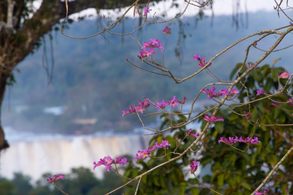 Primavera brinda visitantes no Parque Nacional do Iguaçu Desde sua reabertura, em agosto, o Parque Nacional do Iguaçu recebeu brasileiros dos 26 estados e Distrito Federal.