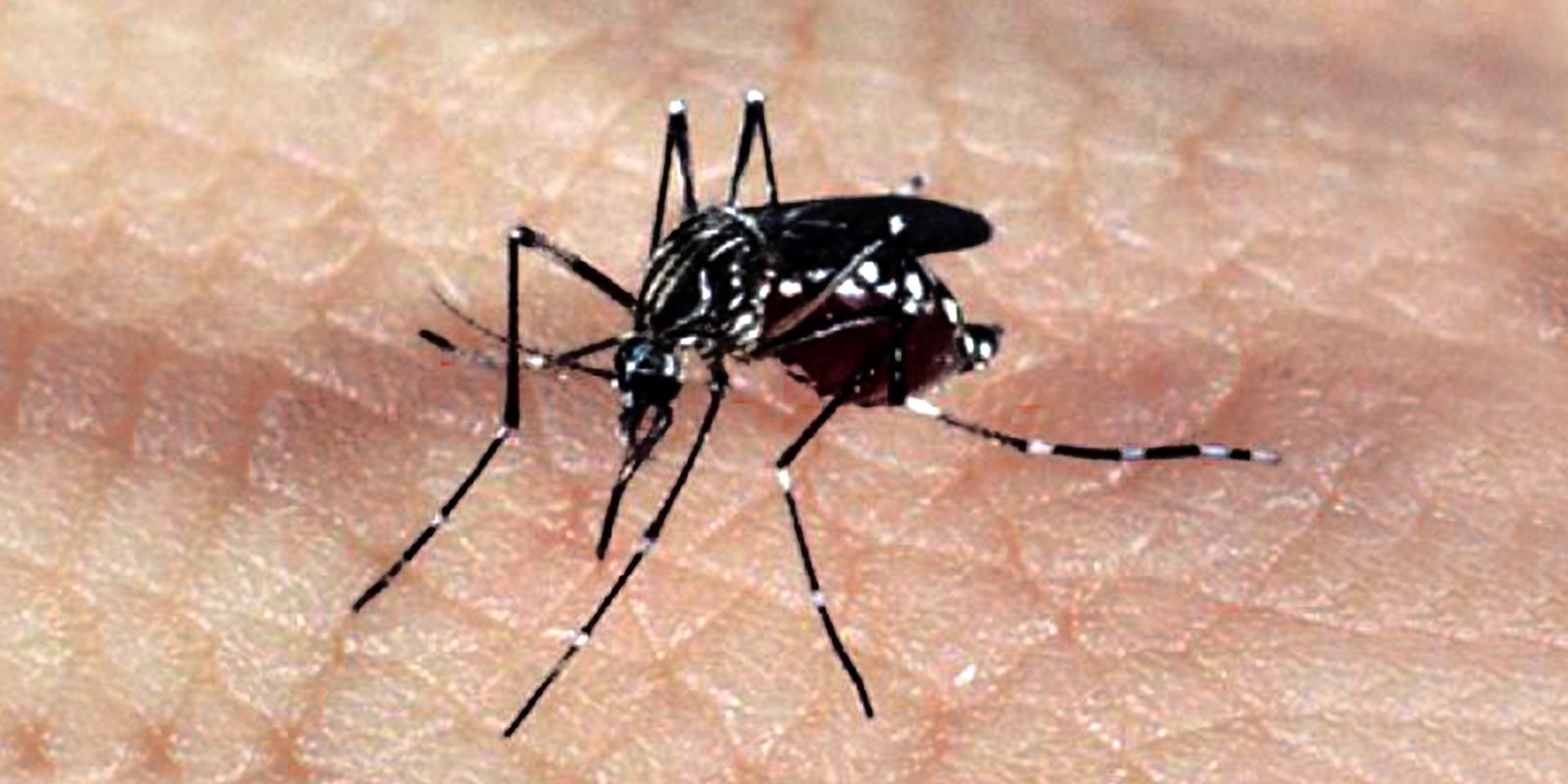 Dengue no Paraná