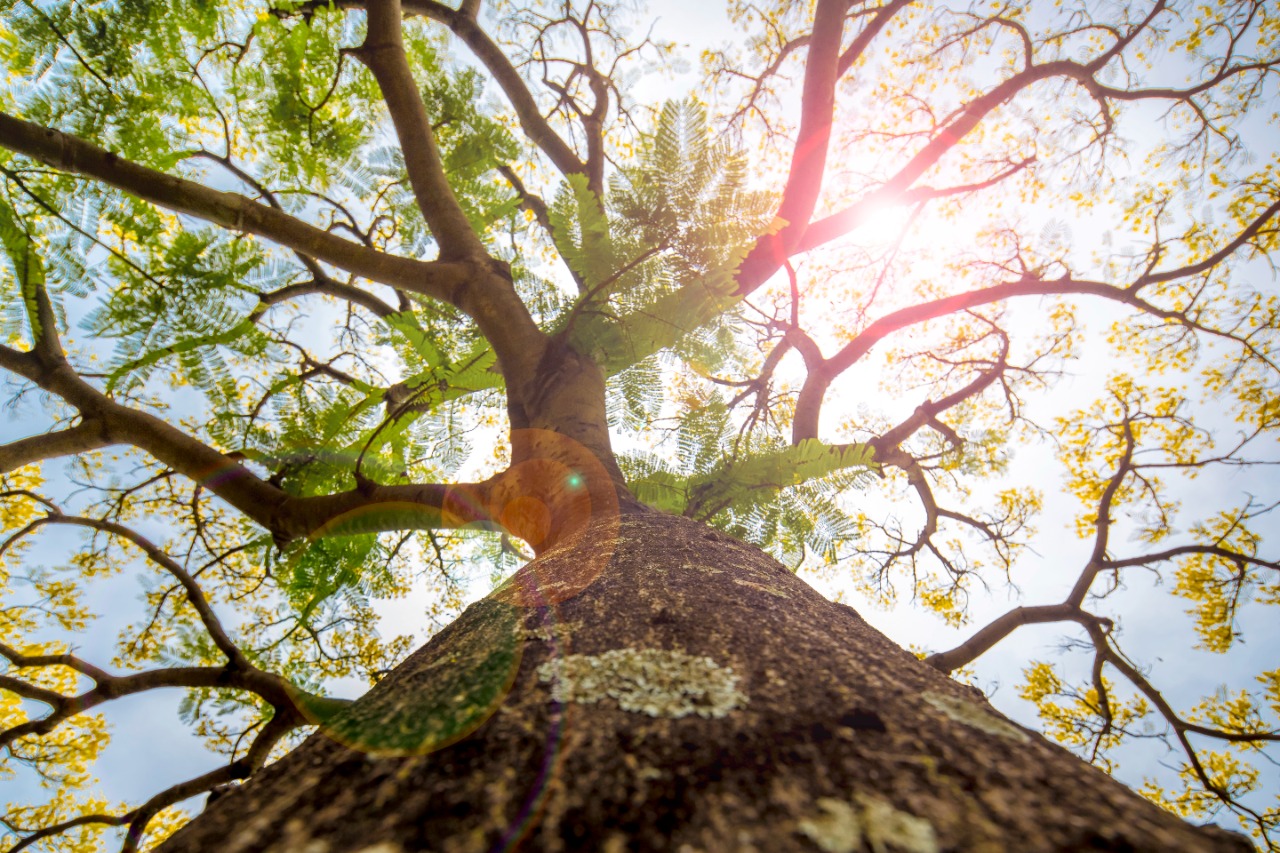 Itaipu comemora o plantio de 24 milhões de árvores Campanha com diversas ações vai celebrar a conquista com empregados e comunidade.